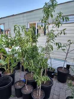 Peach trees