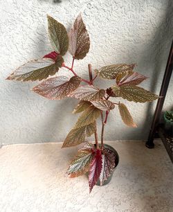 Begonia  plant
