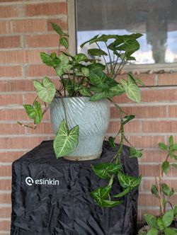 Arrowhead Plant With Pot