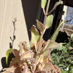 Mother Of Thousands Plantlets
