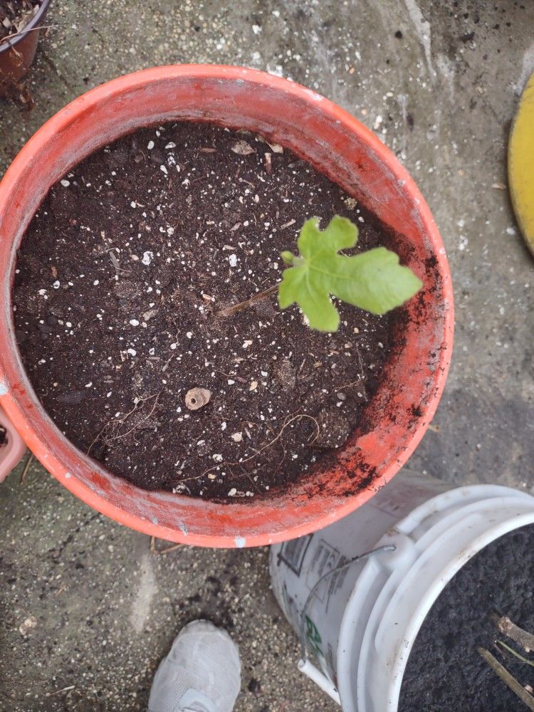 Fig Tree
