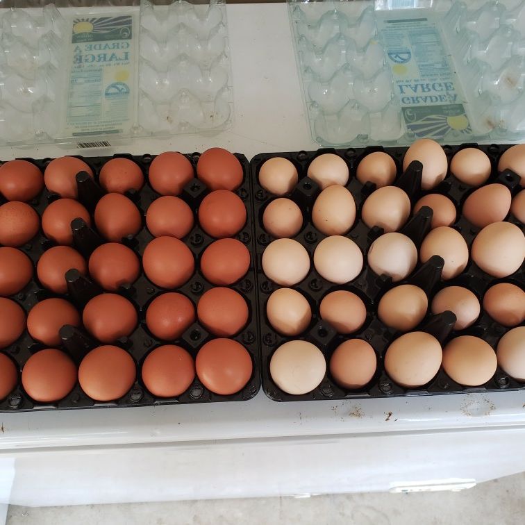Fresh Eggs