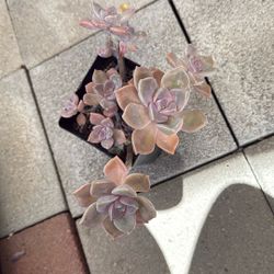 Graptopetalum Purple Delight Succulent Plant 6” Pot