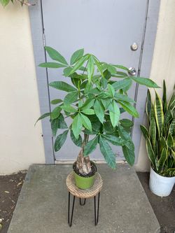 Pachira Braided Money Tree Plant 6” Pot