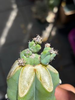 Myrtillocactus geometrizans cv. ‘Stacker’ - (grafted)