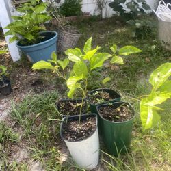 Passion Fruit Plants