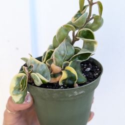 Hoya Compacta Hindu Rope Variegated Plant 4" Pot - Indoor House Plants