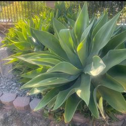 large Foxtail agave plants