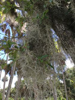 Spanish moss