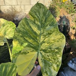 Alocasia Gageana Aurea Large Cutting Variegated Elephant Ear Plant 
