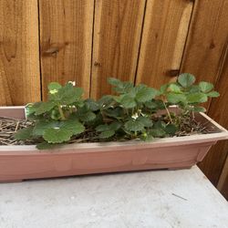 Strawberry Plant
