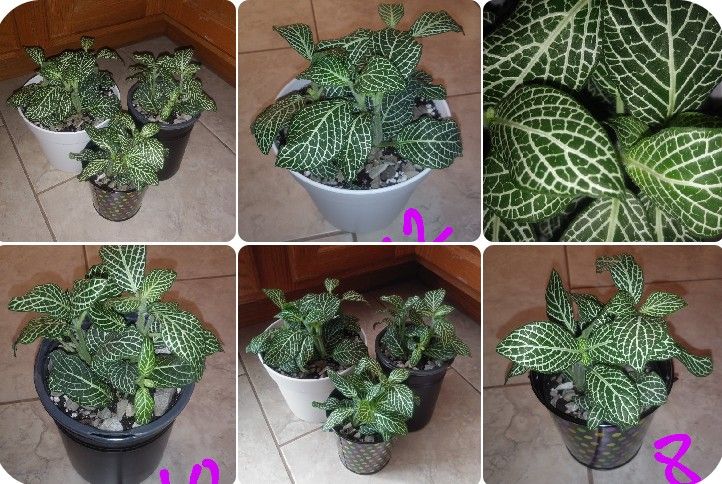 Fittonia house plants$8-$12 Each pot