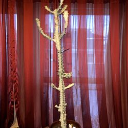 Large Ghost Cactus Plant 6 Inch Pot