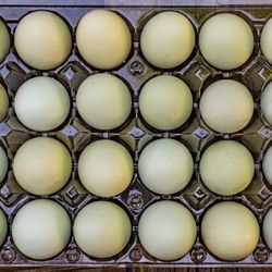 Farm Fresh Green Eggs