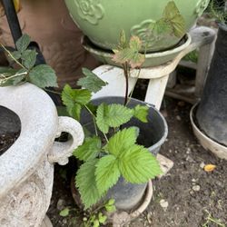 Blackberry Plant 🪴 2 Available $10 Each