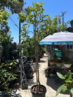 Green white guava tree