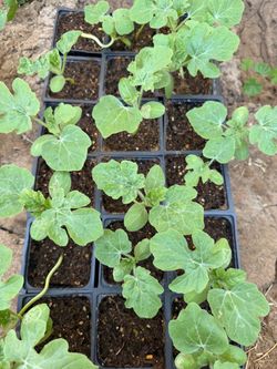 Watermelon plants