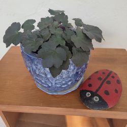 Plant In Blue, Ceramic Pot