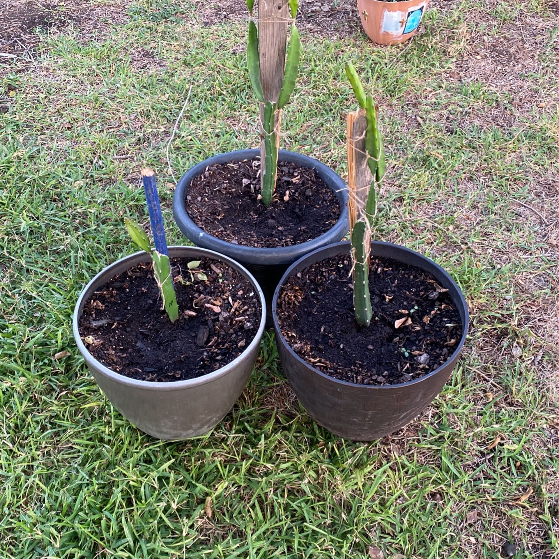 Three Different Varieties Of Dragon Fruit