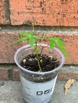 Green Japanese Maple Tree Live Plant Great to Train for Bonsai