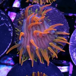 Stunning Coral And Frags