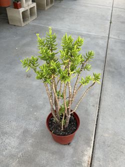 Crassula Tetragona 'Miniature Pine Tree' 2 inch