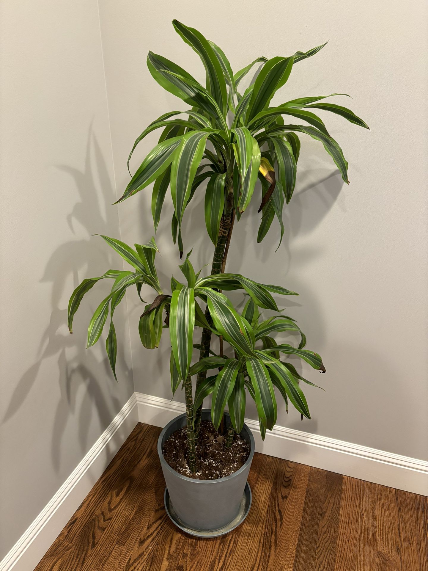 Healthy Large Plant with Pot 