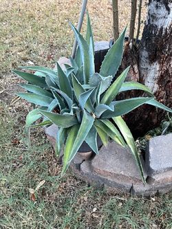 Purchased from Home Depot Agave Plants