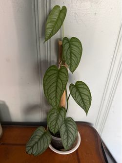 Monstera silpatecana El Salvador