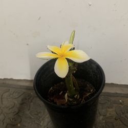 Plumeria Pot 9$