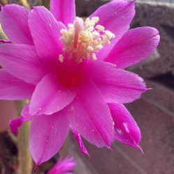 Rat tail Plant Succulent 