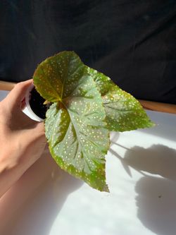 Begonia ‘Corallina’