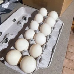 Duck Eggs