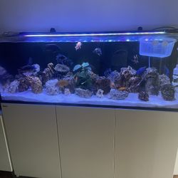 Aquarium Red Sea