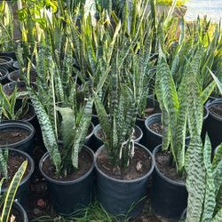Snake Plants