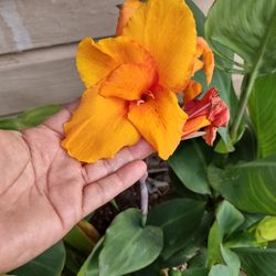 Canna Lily 