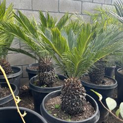 Sago Palm 