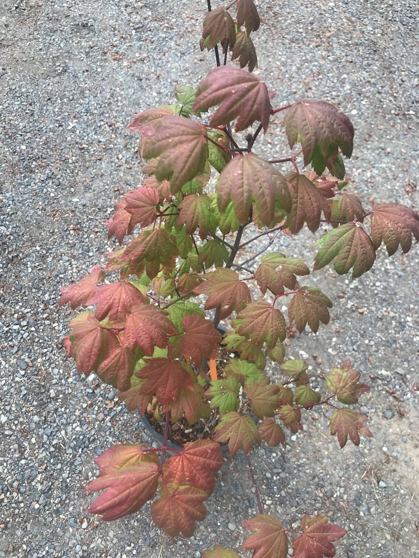 ‘Sunny Sister’ Japanese maple tree