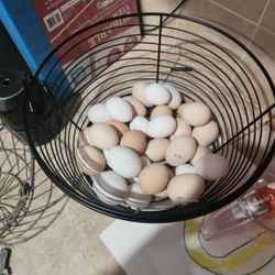 Fresh Eggs