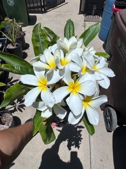 White Plumeria- NOID