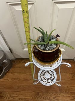 Aloe Vera Plant With Stand 