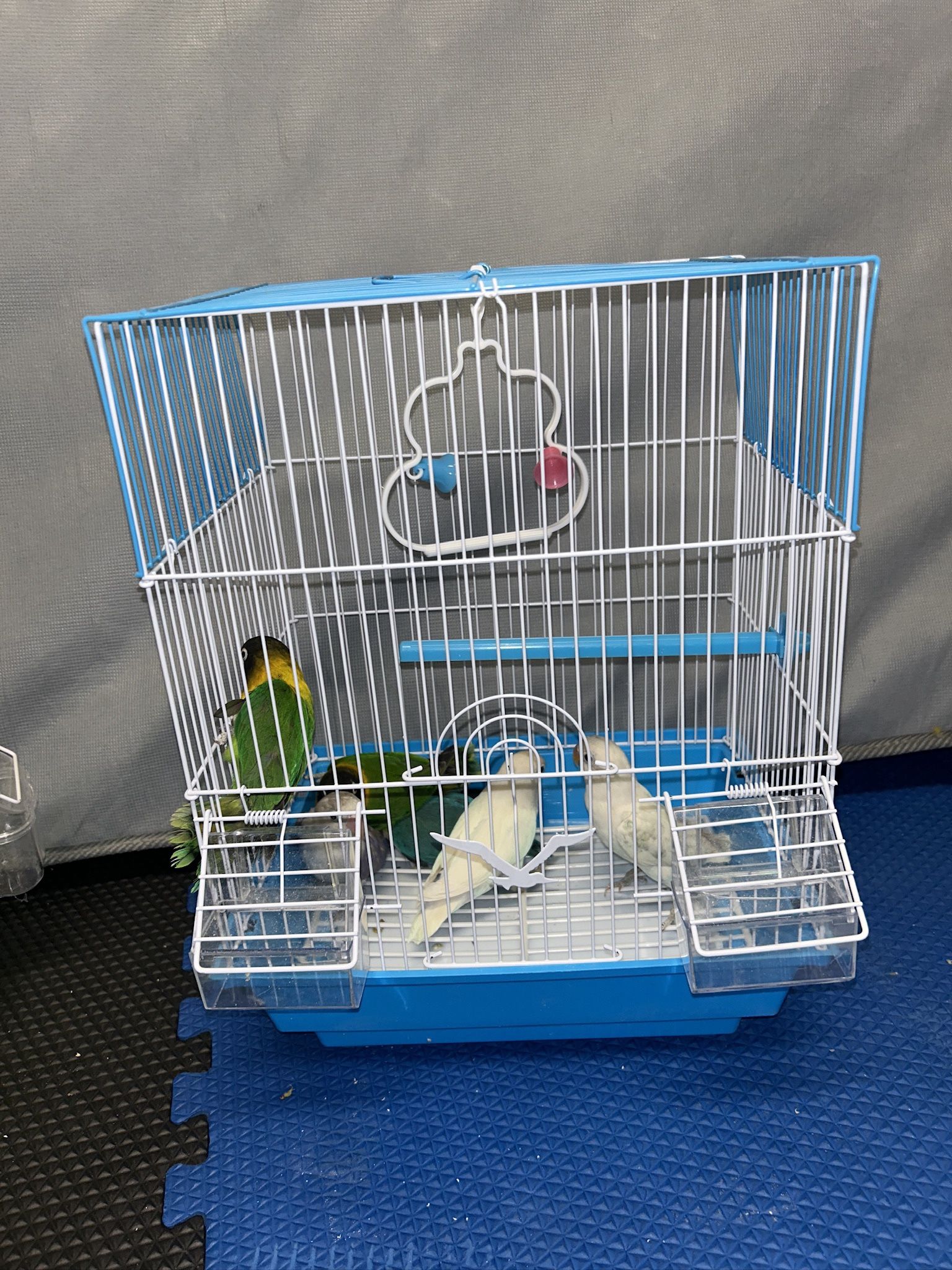 Bird Cages