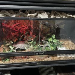 Reptile Enclosure 