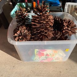Ex-large Pine Cones