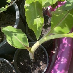 Banana Saplings