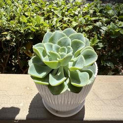 Blue Echeveria / Copper Rose