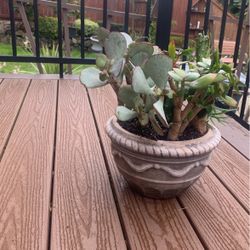  Succulents Plant