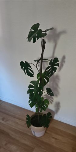 Monstera Deliciosa FAUX Plant in Pot