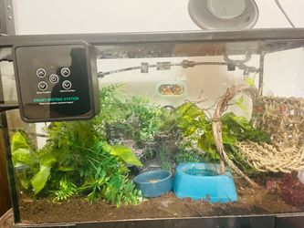 Tank for reptile