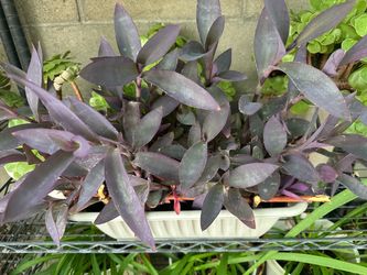 Purple plant
